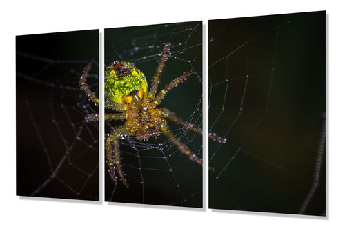 Cuadro Trip 60x90 Tarantula Araña Spider Insecto Wild P2