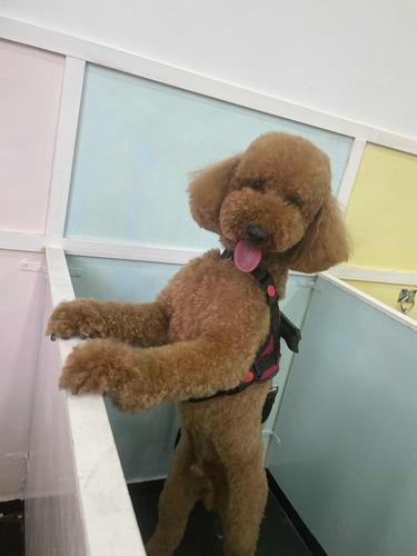 Curso De Peluquería Canina Inicial