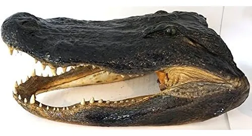 Cabeza De Cocodrilo Genuino Conservada (9-11 Pulgadas)
