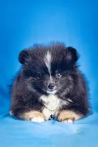 Comprar Tedy, Lulu De Pomerania Macho: Compañero De Raza, Pedigree! Negro Y Blanco