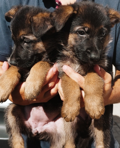 Imagen 7 de 10 de Cachorros Ovejero Alemán