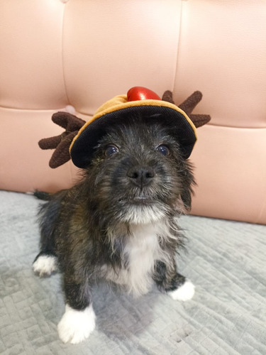 Imagen 2 de 3 de Cachorros Shitzu