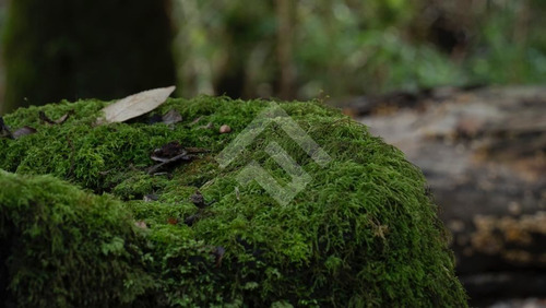 Sitios En Venta En Panguipulli