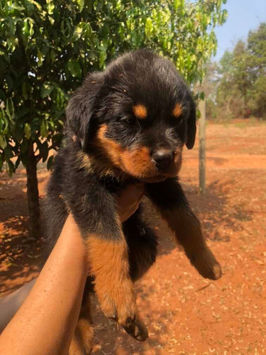 Filhotes De Rottweiler