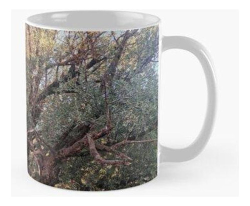 Taza Árbol Viejo Arte Hermoso De La Naturaleza Calidad Premi