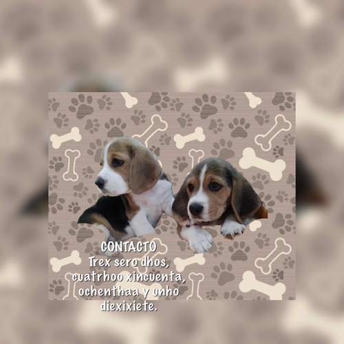 Hermosos Beagle Miniaturas