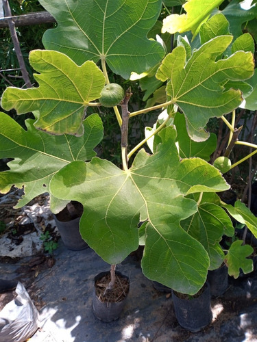 Imagen 3 de 10 de Higuera - Arbol De Higos Negro - E.gratis Caba.gba