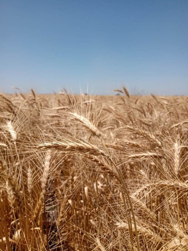 Imagen 2 de 7 de 23 Hectáreas Agrícolas, Almada Gualeguaychú.