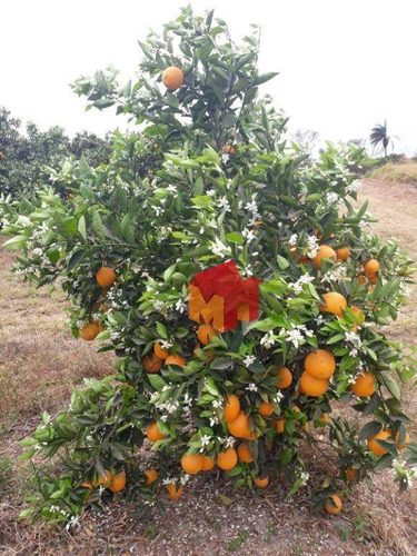 Imagem 30 de 30 de Fazenda À Venda, 5583424 M² Por R$ - Zona Rural - Franca/sp - Fa0004