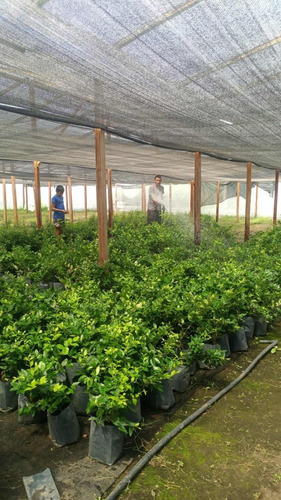 Oleas Texanas Cerco Vivo Somos Productores