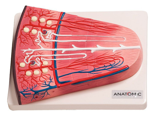 Rim Secção De Néfron, Anatomia