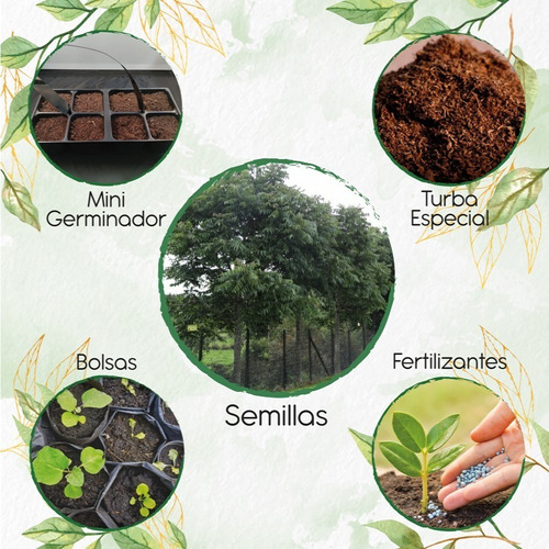 1 Semilla De Árbol Cedro Negro + Kit De Germinación