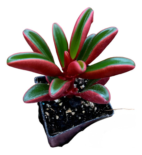 Peperomia Ruby Glow - Suculenta Exótica 