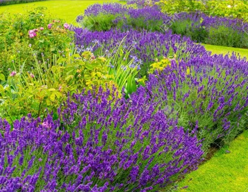 50 Semillas Lavanda Angustifolia Flores Melífera En Jardín