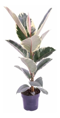 Arbol Gomero Variegado Tineke En Maceta Soplada Ø16