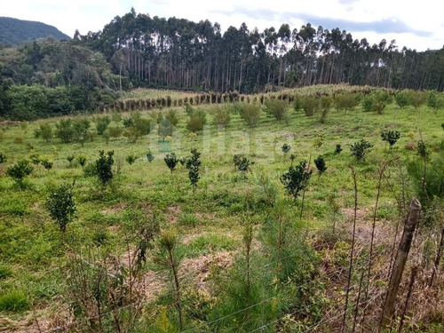 Sítio A Venda Em Rio Dos Cedros/sc - 1742c