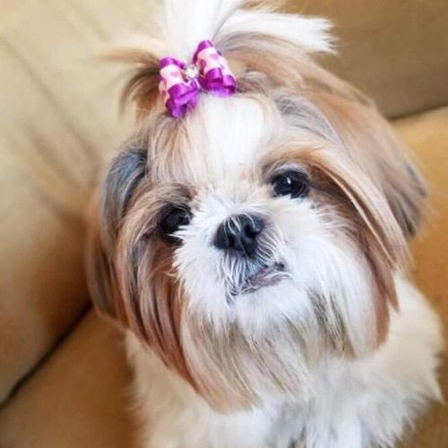 D Petunny Lazos Para El Pelo De Cachorro Para Halloween, 30