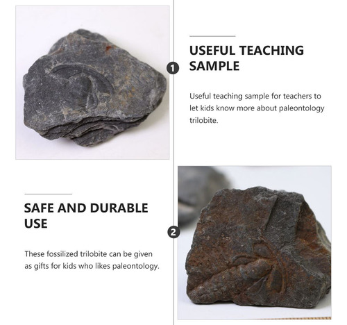 Adornos Científicos De Paleontología Con Trilobites, 1 Pieza