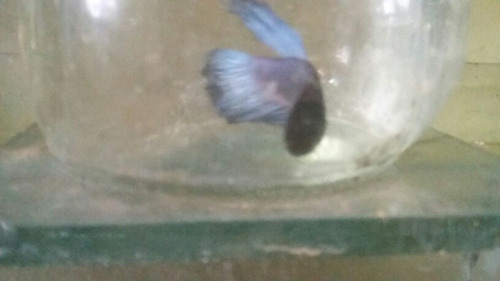 Imagen 3 de 9 de Bettas Machos Juveniles