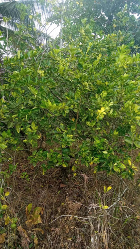 Vendo Esta Finca De 50 Tareas En Los Guayuyos En Monte Plata