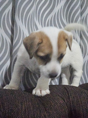 Jack Russell Terrier Hembra Blanca Y Marrón