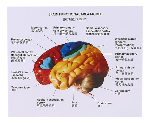 Anatomía Del Modelo De Área Funcional Del Cerebro Humano De | Cuotas sin  interés