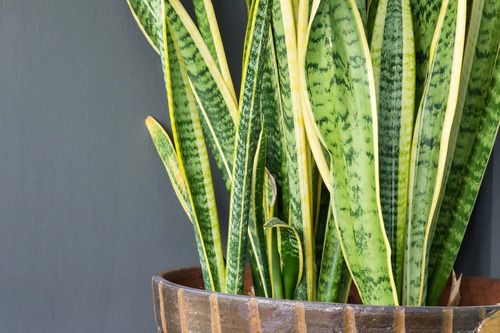 Sansevieria, Espada De San Jorge, Lengua De Suegra, Planta