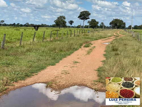 Imagem 12 de 13 de Fazenda A Venda Em Divinópolis - To - De 538 Alqueirões (dupla Aptidão) - 1667