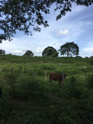 Midaly Vende Hermosa Finca, 240has, Entrada Al Tejero, A 250mts De La Virgen, Maturin, Monagas