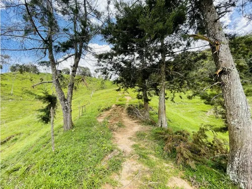 Se Vende Finca De 7 Hectáreas En San Roque, Antioquia