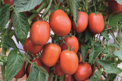 Semillas Martínez - Tomate Jaliscience 1m - Bejo
