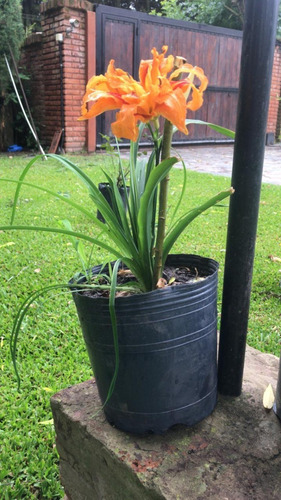 Lirio Plantas (Usado)