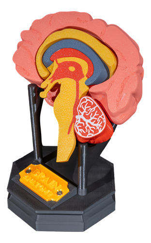 Hemisferio Cerebro Impresion 3d