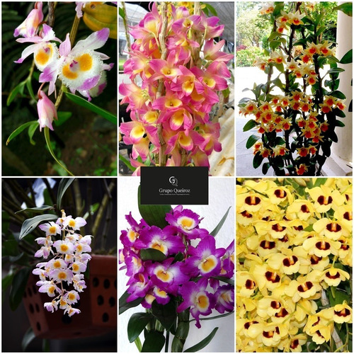 Orquídea Dendrobium Nobile Adulta Kit Com 3 Unidades | MercadoLivre