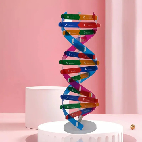 Modelo De Adn Manual: Genes De Doble Hélice Para La Ciencia