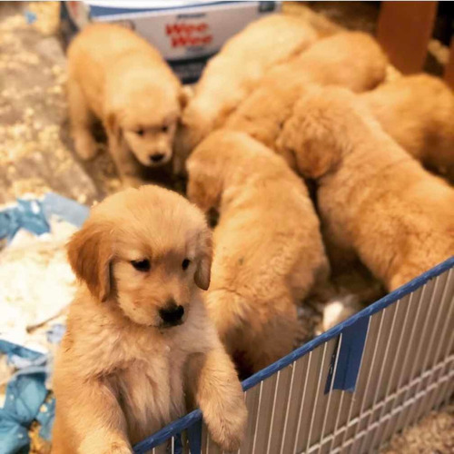Adorables Cachorros De Golden Retriever