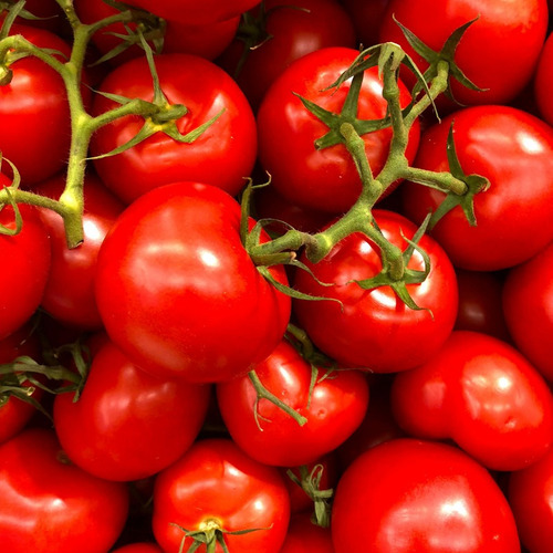 Semillas De Tomate Americano Para Huerta En Casa