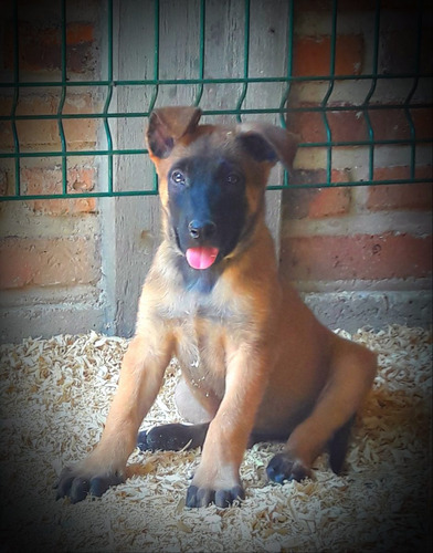 Cachorros Pastor Belga Malinois