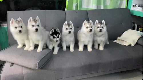 Cachorros Alaska Malamute 