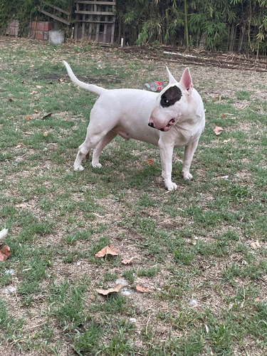 Bull Terrier Blanco Pirata Para Monta/inseminación Fca Blanco Pirata