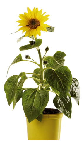 Planta Flor Amarilla Que Se Parece Al Girasol