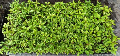 Semilla De Eugenia Kit Para 128 Plantas Cerca Viva