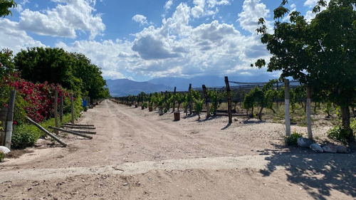 Viñedo | 8 Has Malbec | El Cepillo, San Carlos | Mendoza