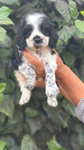 Cachorritos Cocker Spaniel