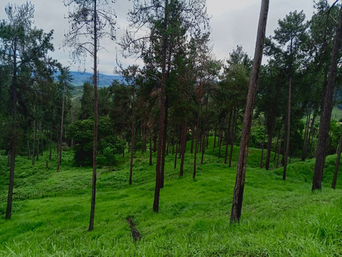 Finca Agrícola, En El Estado Miranda Fp