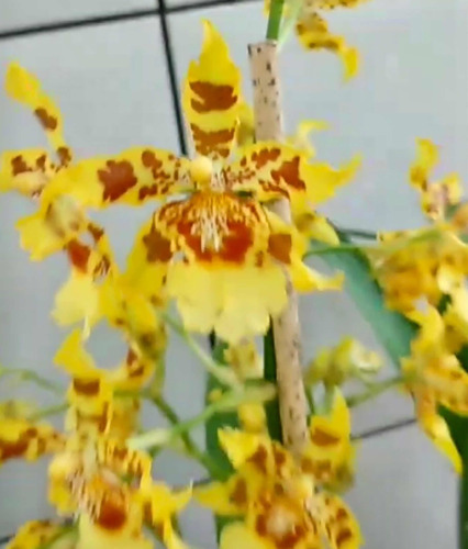 Orquidea Wilsonara Ouro Arvore Brasil * Adulta * | Parcelamento sem juros