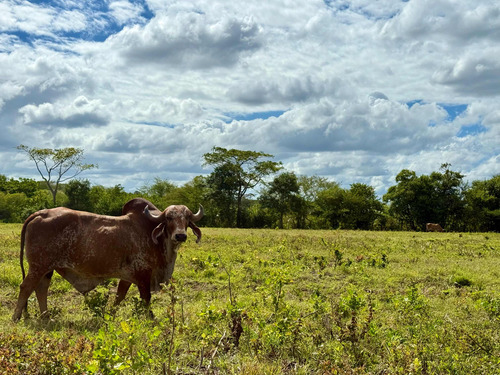 Finca Totalmente Productiva