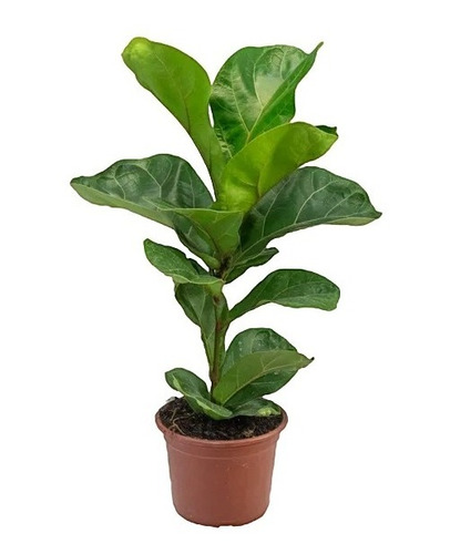 Ficus Lyrata P15