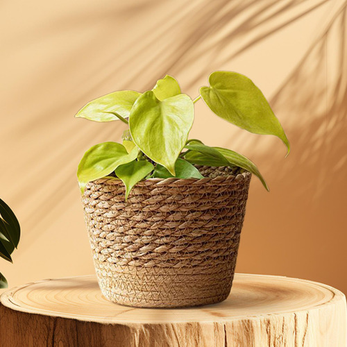 Storage Baskets Ornament Round Woven Planter Basket For M