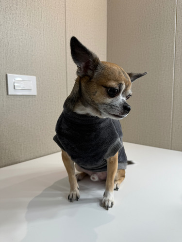 Ropa Para Perro |xs,s,m| Diseños Exclusivos